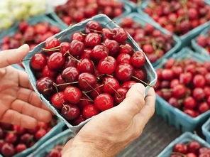 樱桃树吃瓜,探寻樱桃与瓜果的奇妙缘分